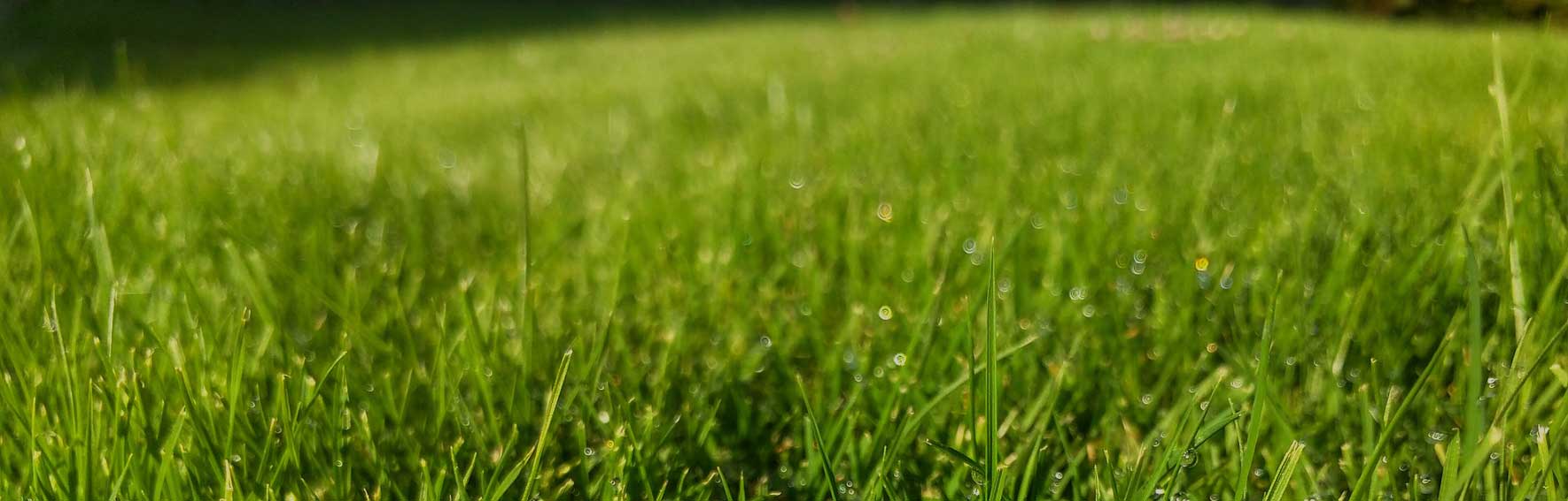 Grass Care Okehampton - Grass Turf Lawn